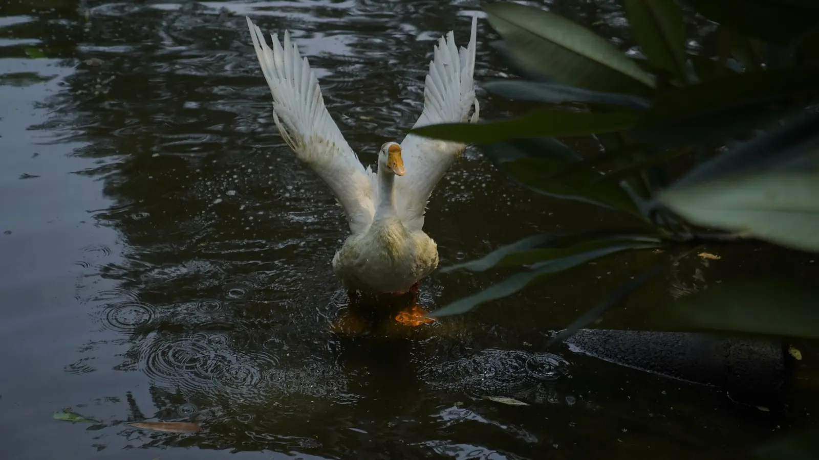 A white duck spreading its wings on the pond at Turiyo, in the rain