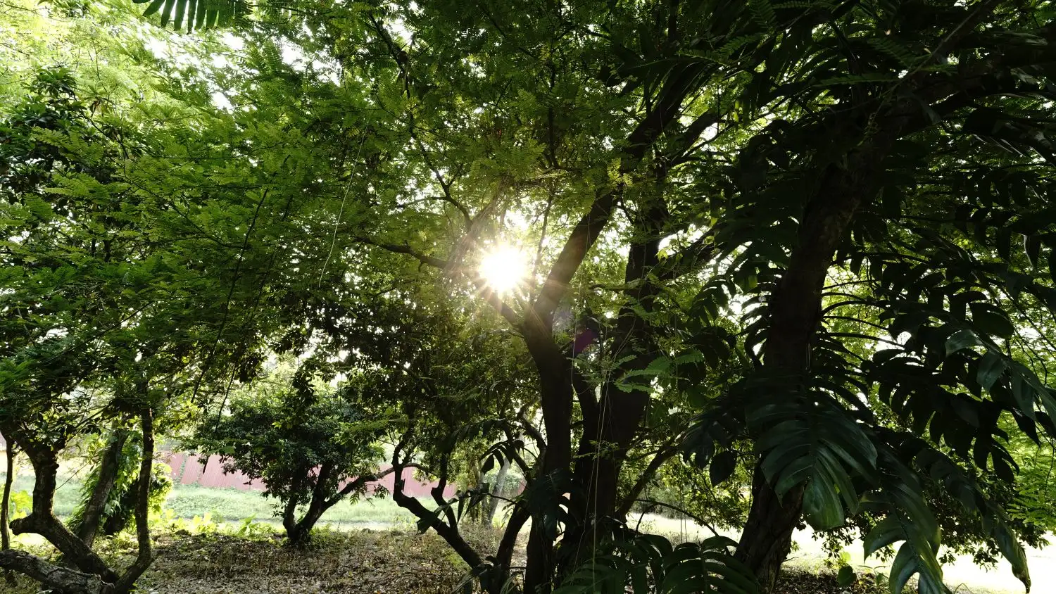 Morning sun through the trees in the grove at Turiyo